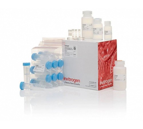 Набор JetQuick Blood and Cell Culture DNA Midiprep Kit, Thermo FS Набор JetQuick Blood and Cell Culture DNA Midiprep Kit, Thermo FS