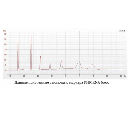 Маркер РНК, RNA 6000, от 200 п.н. до 6000 п.н., 150 мкг/мл, Thermo FS Маркер РНК, RNA 6000, от 200 п.н. до 6000 п.н., 150 мкг/мл, Thermo FS