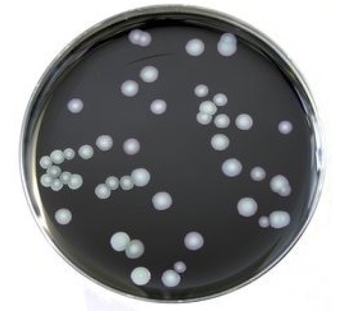 Агар селективный MWY для Legionella, чашки Петри 90 мм, 10 шт/уп, Thermo FS Агар селективный MWY для Legionella, чашки Петри 90 мм, 10 шт/уп, Thermo FS