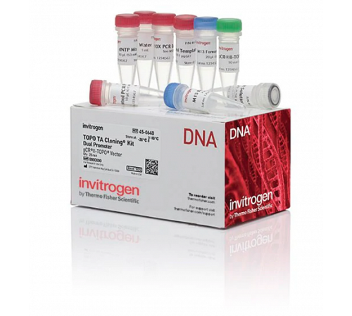 Набор для клонирования TOPO TA Cloning Kit, Dual Promoter, компетентные клетки не включены, Thermo FS Набор для клонирования TOPO TA Cloning Kit, Dual Promoter, компетентные клетки не включены, Thermo FS