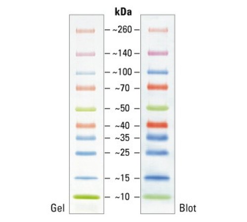 Маркеры белковые молекулярного веса, предокрашенные, Spectra, 10-260 кДа, 10 полос, Thermo FS Маркеры белковые молекулярного веса, предокрашенные, Spectra, 10-260 кДа, 10 полос, Thermo FS