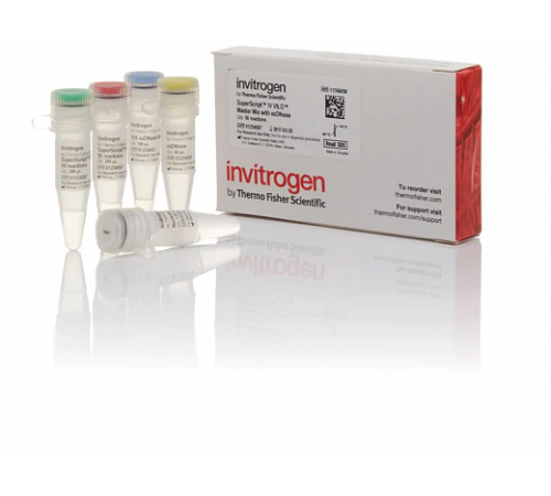 Смесь SuperScript IV VILO Master Mix with ezDNase Enzyme, Thermo FS Смесь SuperScript IV VILO Master Mix with ezDNase Enzyme, Thermo FS