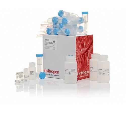 Набор JetQuick Blood and Cell Culture DNA Maxiprep Kit, Thermo FS Набор JetQuick Blood and Cell Culture DNA Maxiprep Kit, Thermo FS
