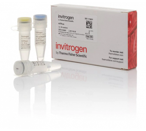 Набор ezDNase Enzyme, Thermo FS Набор ezDNase Enzyme, Thermo FS