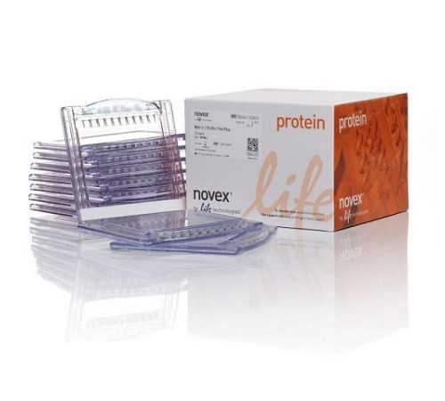 Гель полиакриламидный Bolt Bis-Tris Mini Protein Gel, 8 х 8 см, 12 лунок, 10%, Thermo FS Гель полиакриламидный Bolt Bis-Tris Mini Protein Gel, 8 х 8 см, 12 лунок, 10%, Thermo FS